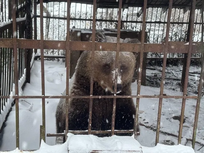 Медведицу Машу, которую оставил хозяин, передадут в зоопарк