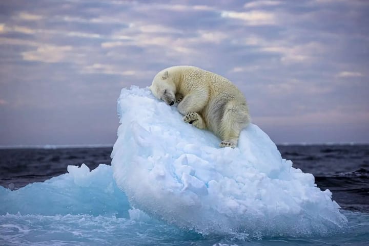 Определены лауреаты премии Wildlife Photographer of the Year